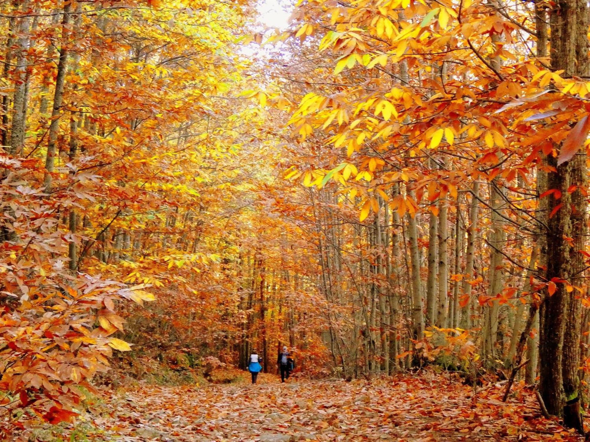 Casas Rurales Acebuche, Descubre el Otoño Mágico en el Valle de Ambroz Casas del Monte Esterno foto