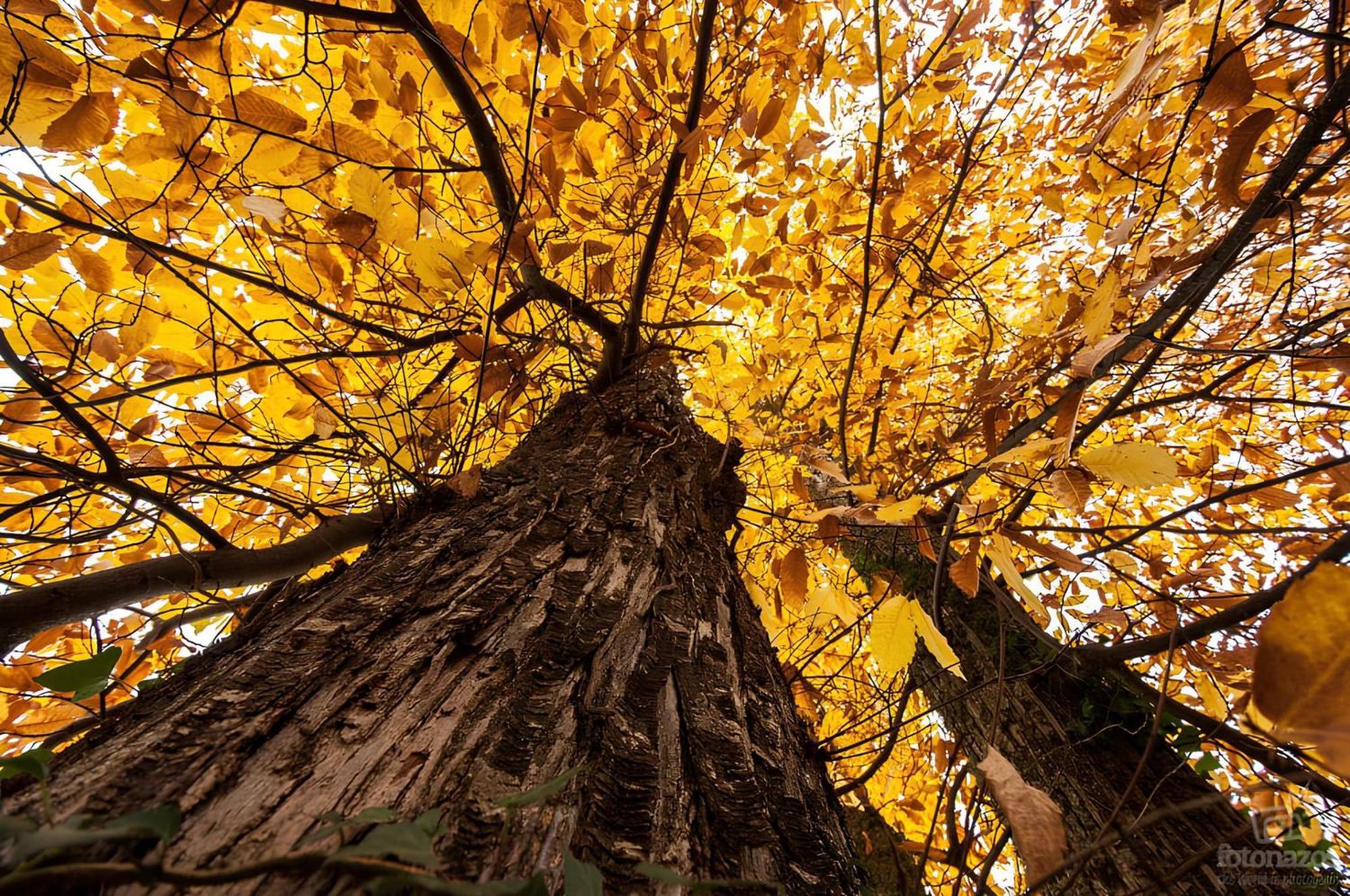 Casas Rurales Acebuche, Descubre el Otoño Mágico en el Valle de Ambroz Casas del Monte Esterno foto