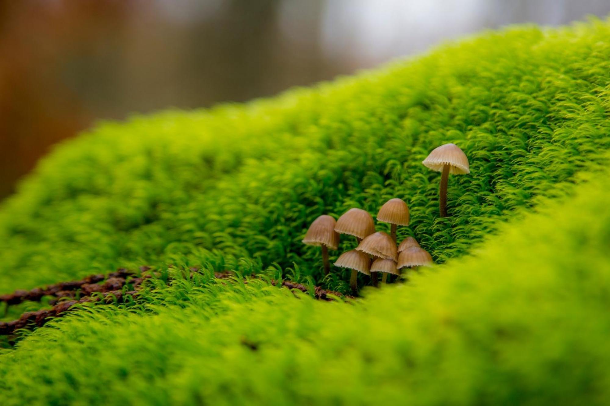 Casas Rurales Acebuche, Descubre el Otoño Mágico en el Valle de Ambroz Casas del Monte Esterno foto