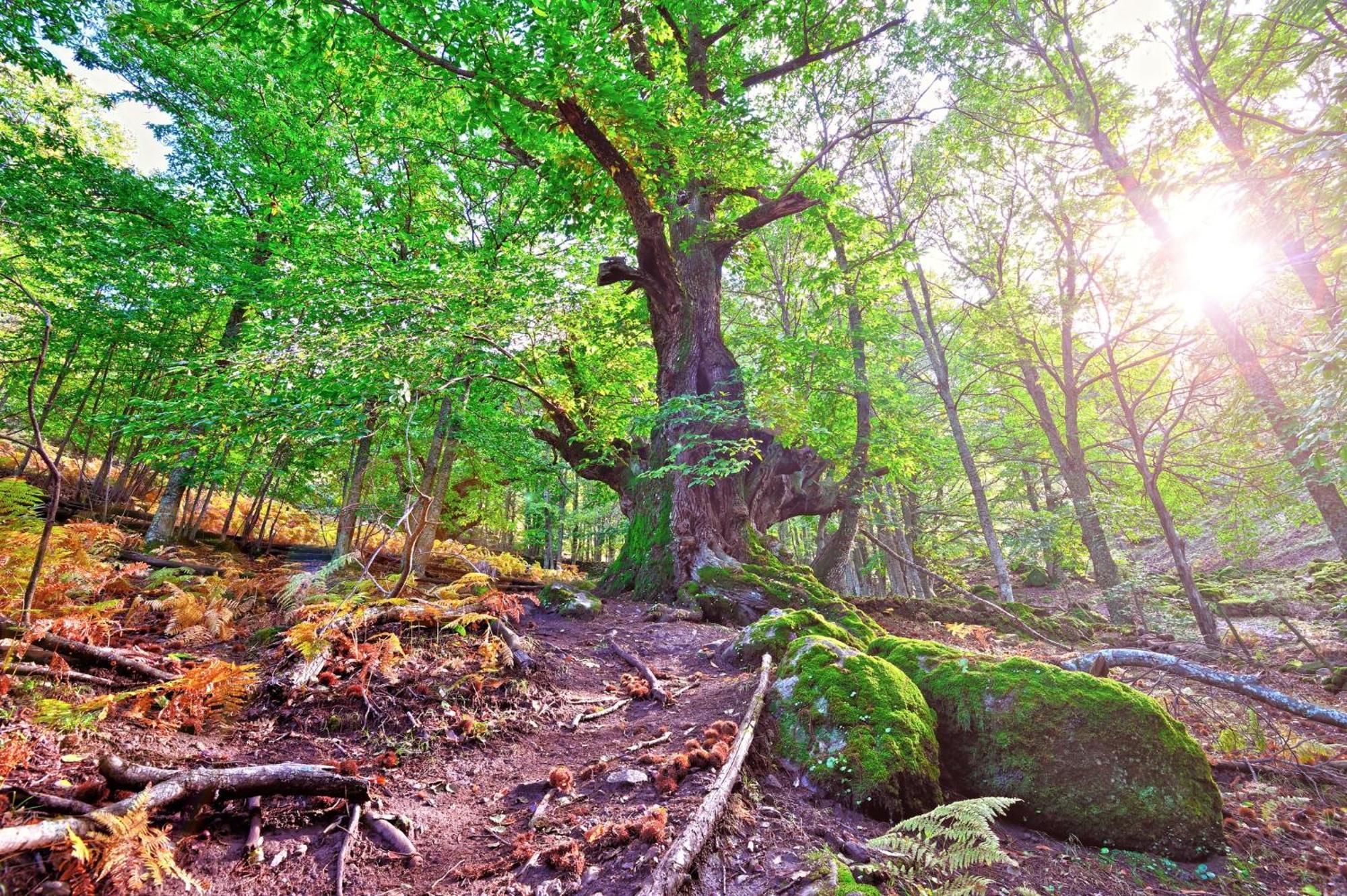 Casas Rurales Acebuche, Descubre el Otoño Mágico en el Valle de Ambroz Casas del Monte Esterno foto
